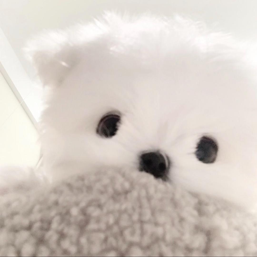 小绵羊_