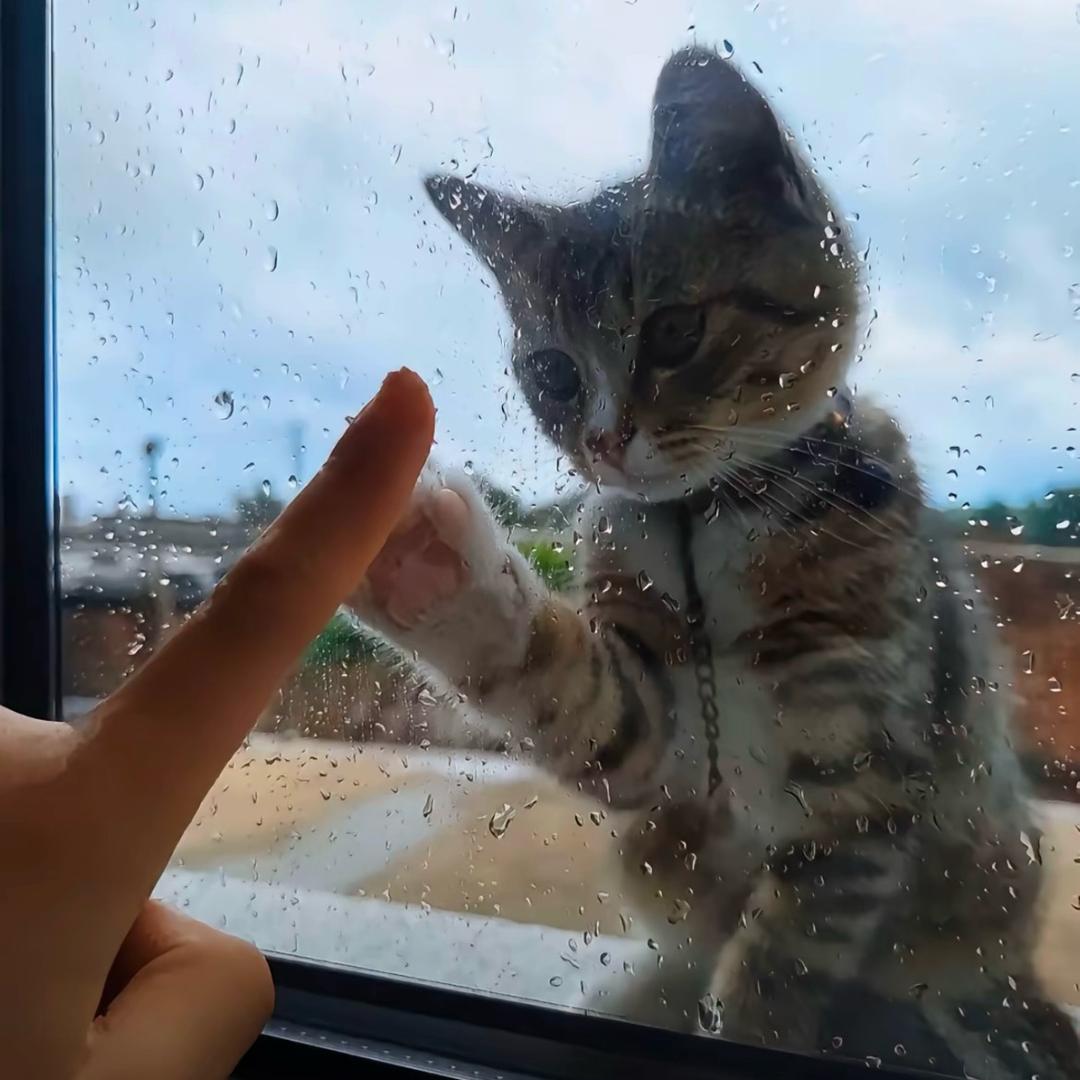 树猫