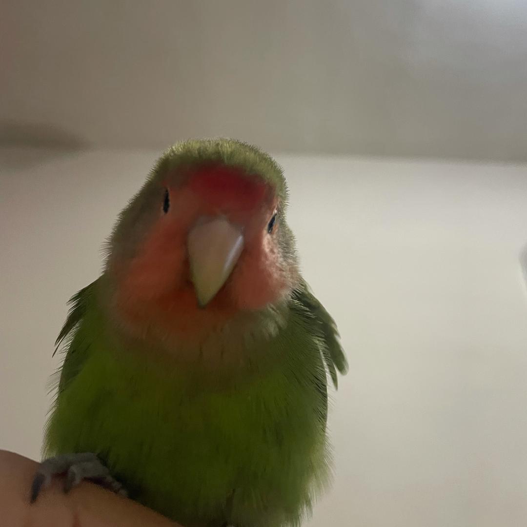 橙色眼影膏