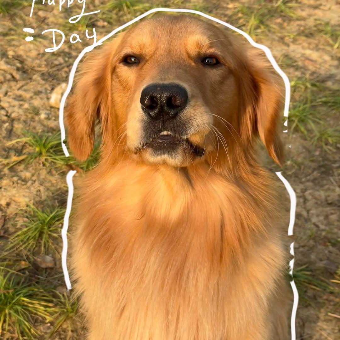 ✨小狗墩墩