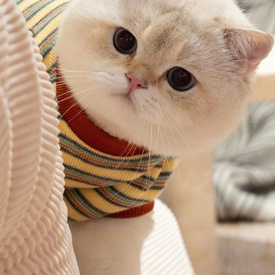 金条吃不饱