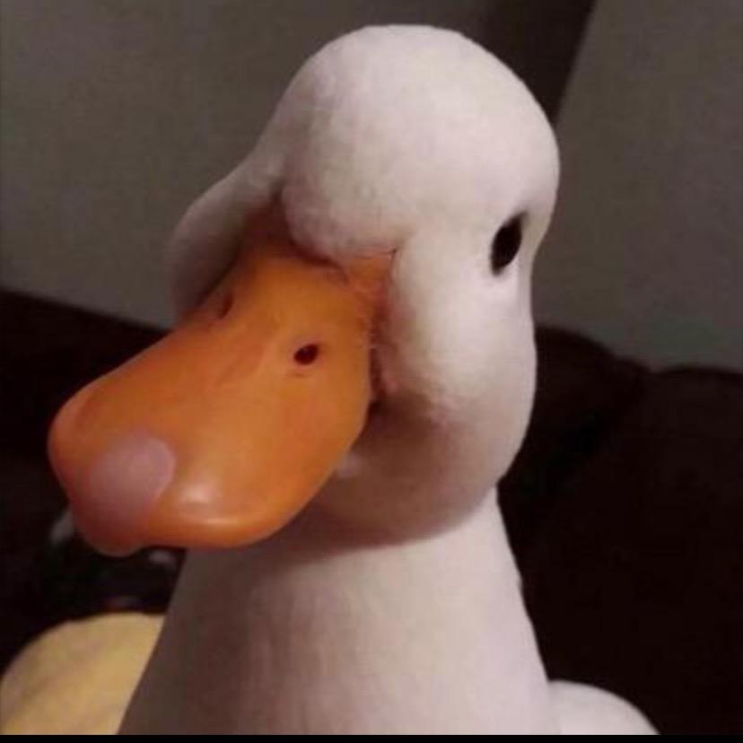 🦆嘎嘎嘎