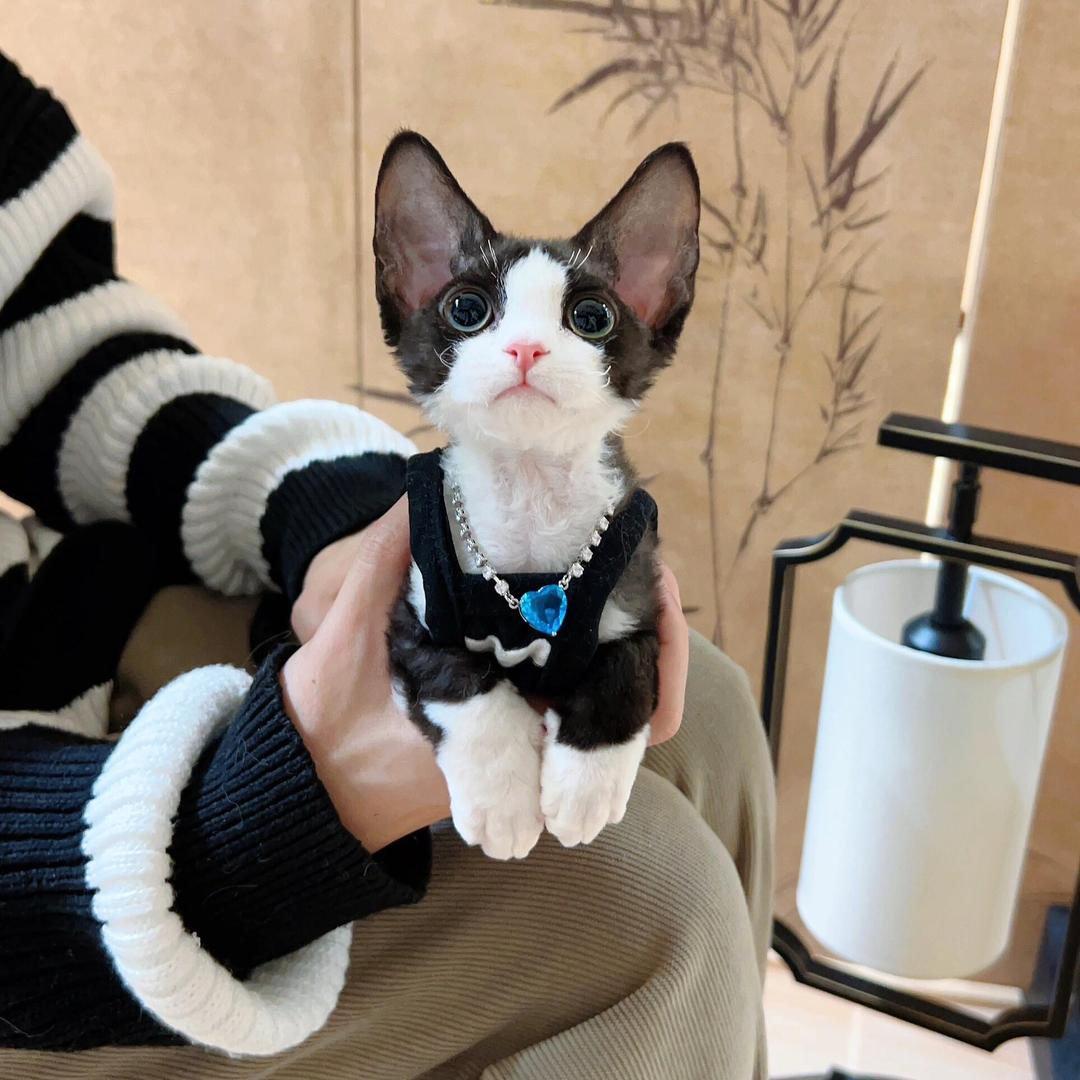 海哥家的德文猫