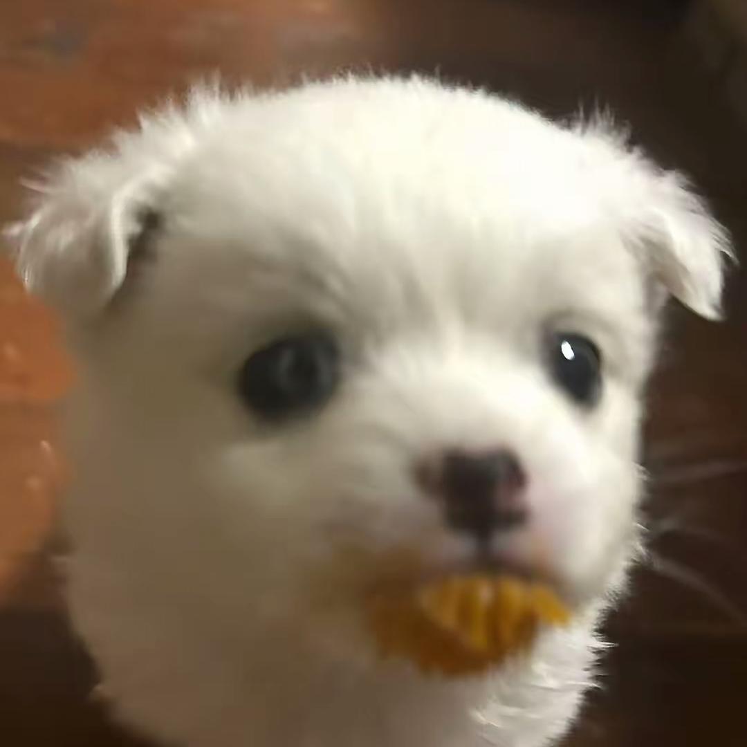 给我一只小狗