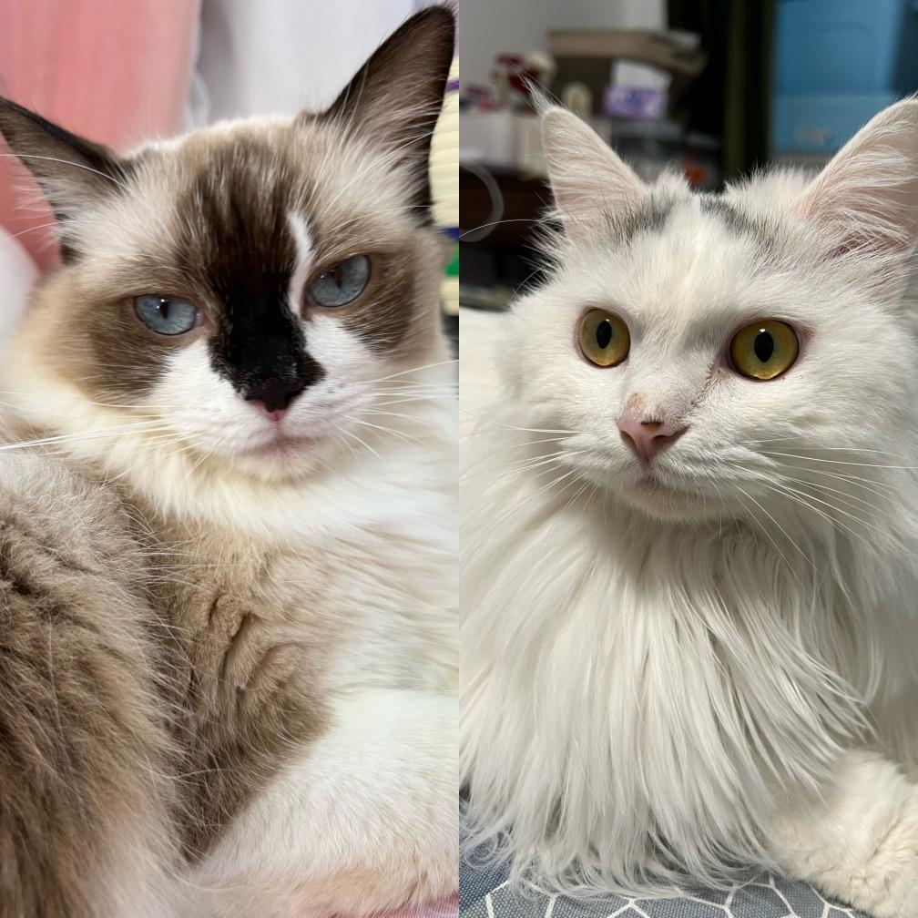 康康布丁🐈🐈