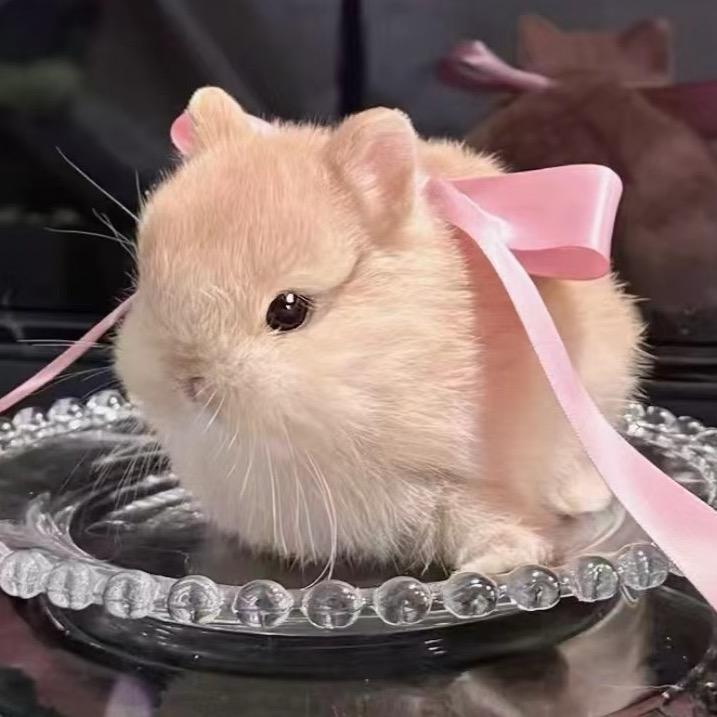 露丝LUSH