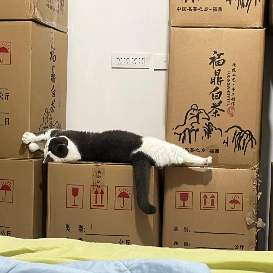 福鼎白茶等你