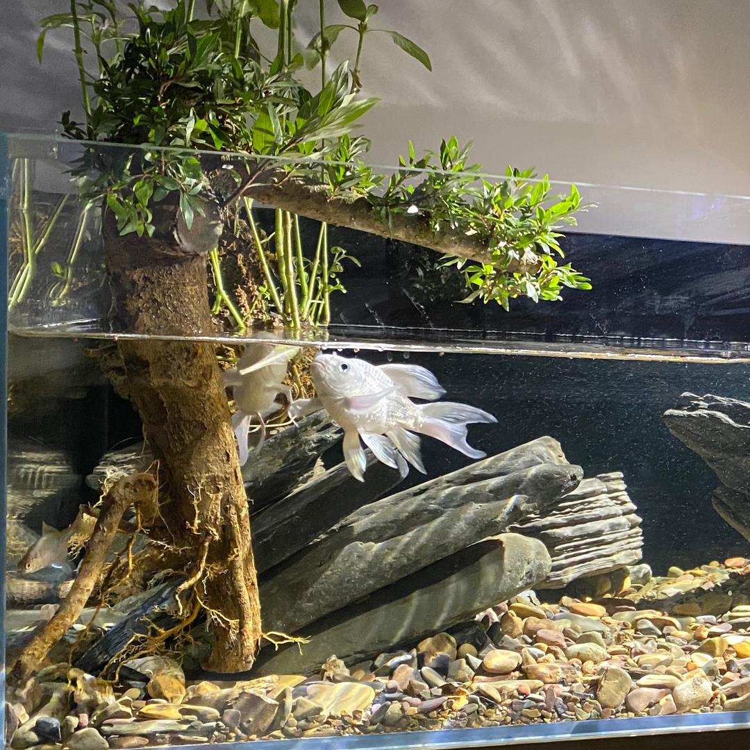 破局
