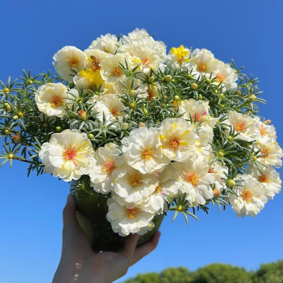 花花万物