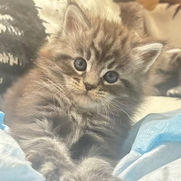 妖2叁鸦