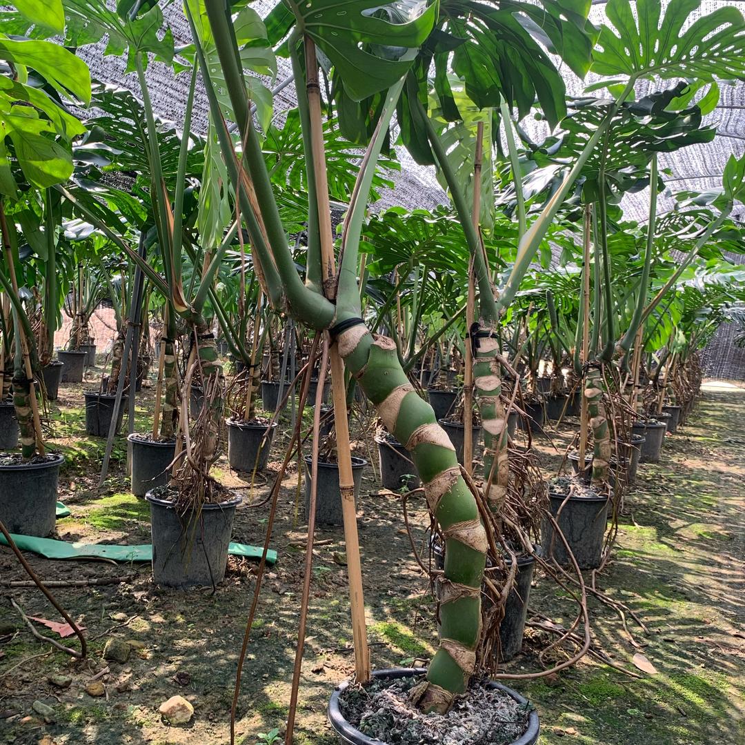 春之丽茉莉园艺