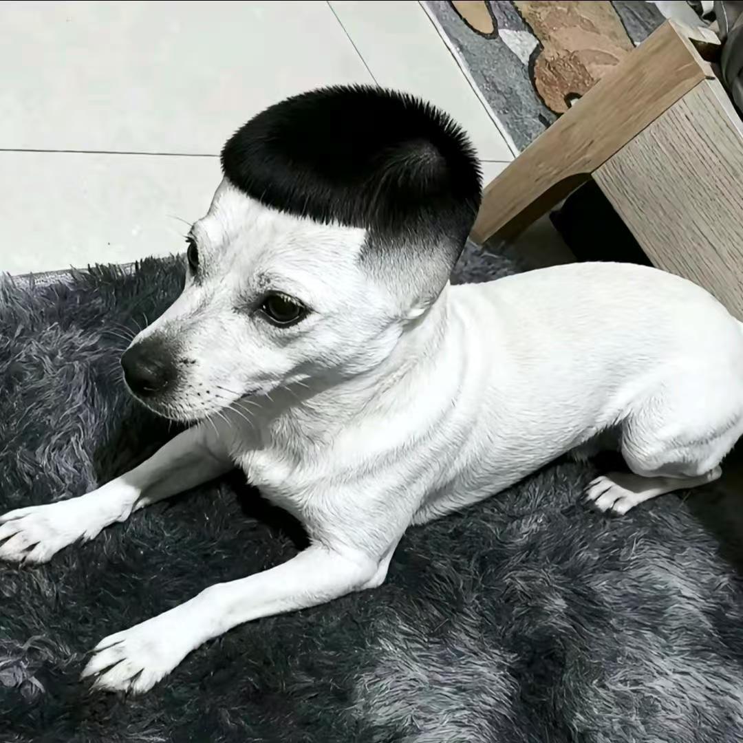 哈基铭