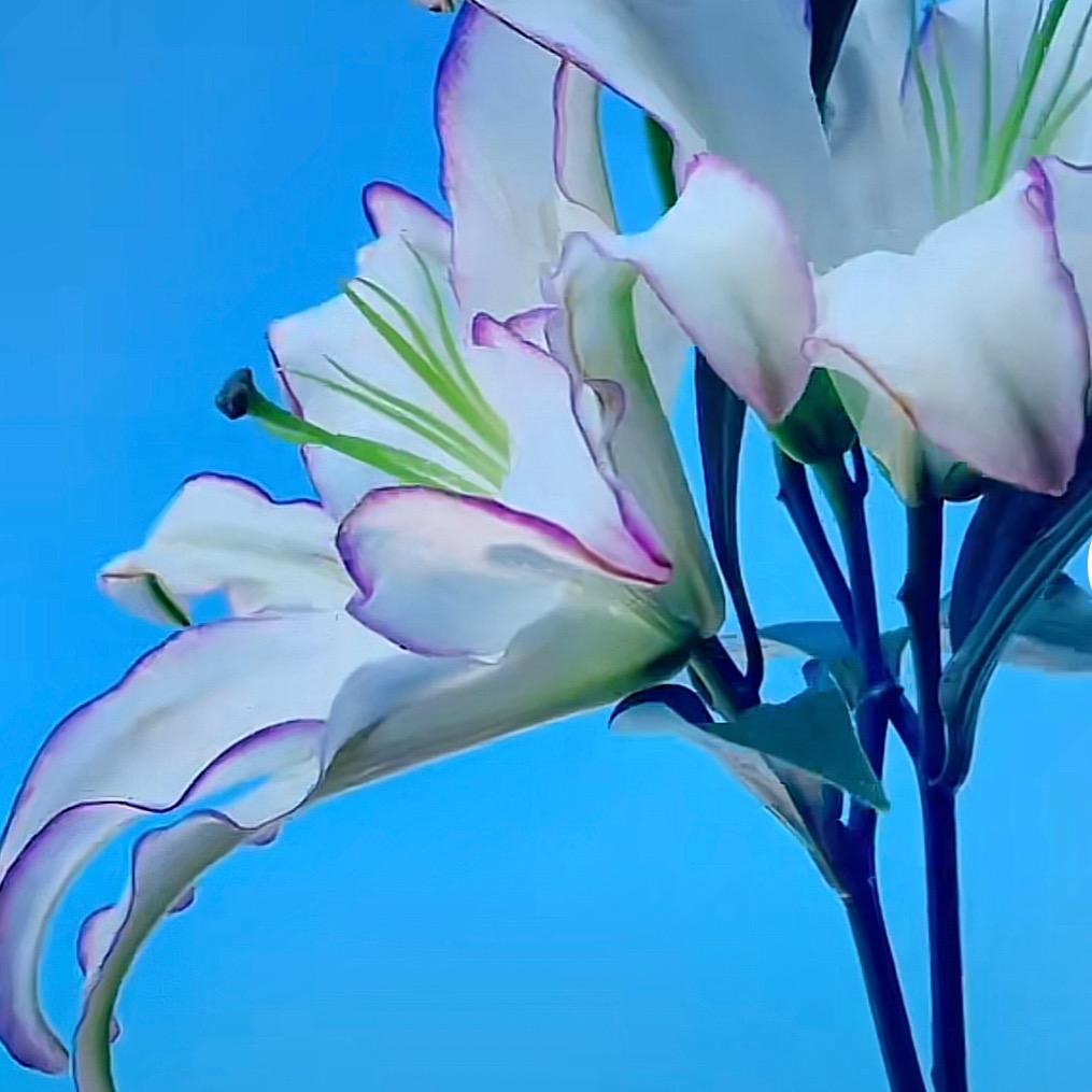 小炮花卉