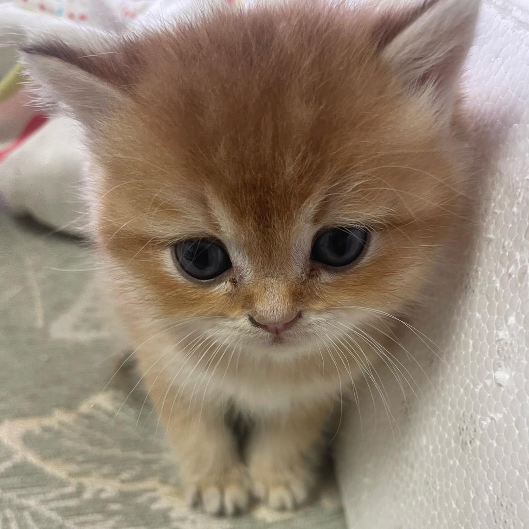 糊涂可乐
