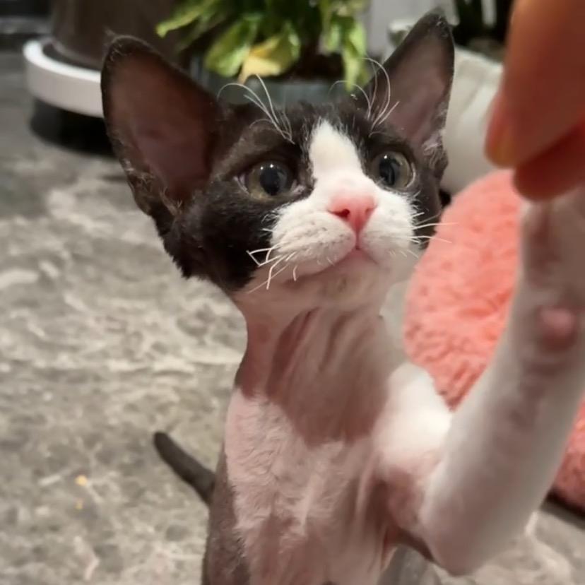 亿万富翁家的傻儿子