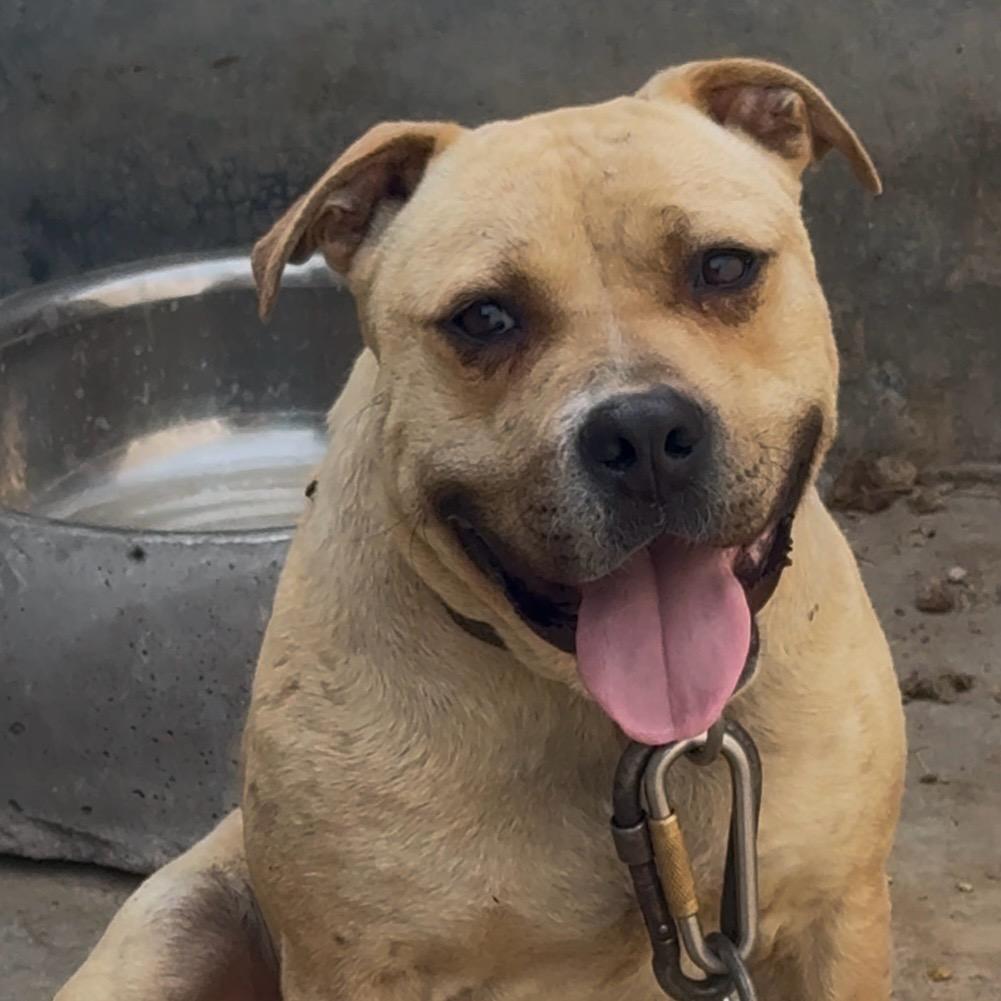 信豪犬舍《比特犬》