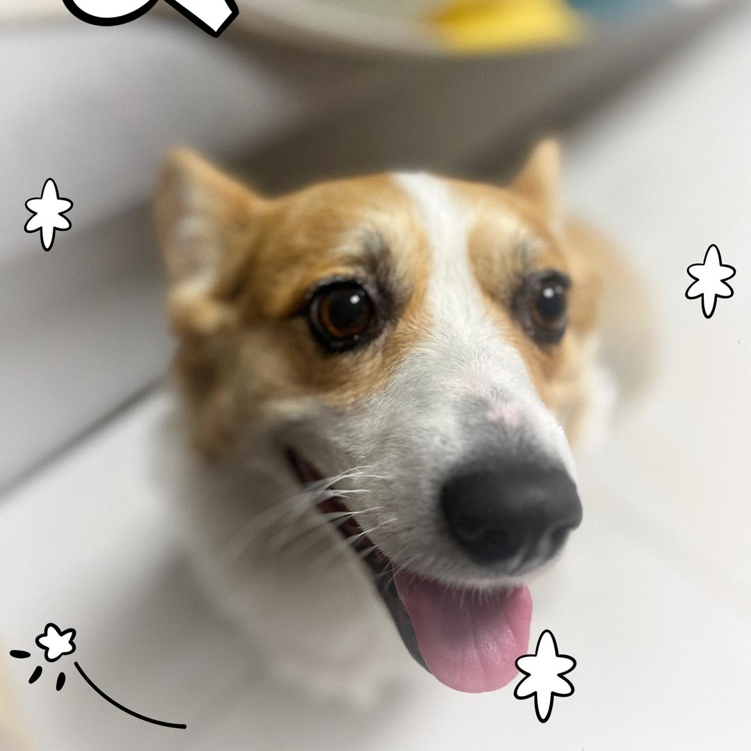 狗中霸王花～