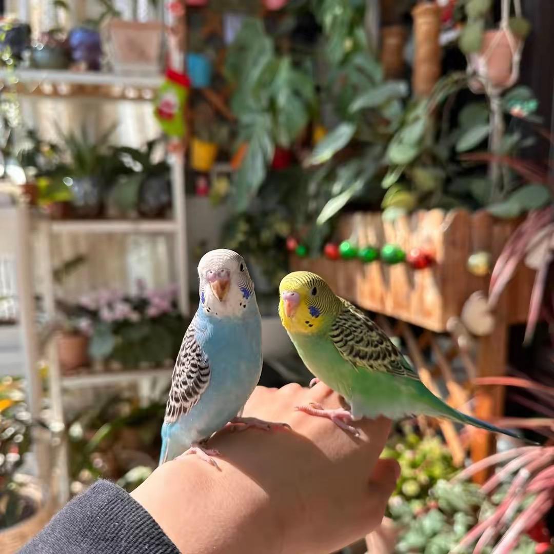 虎皮鹦鹉孵化基地🦜