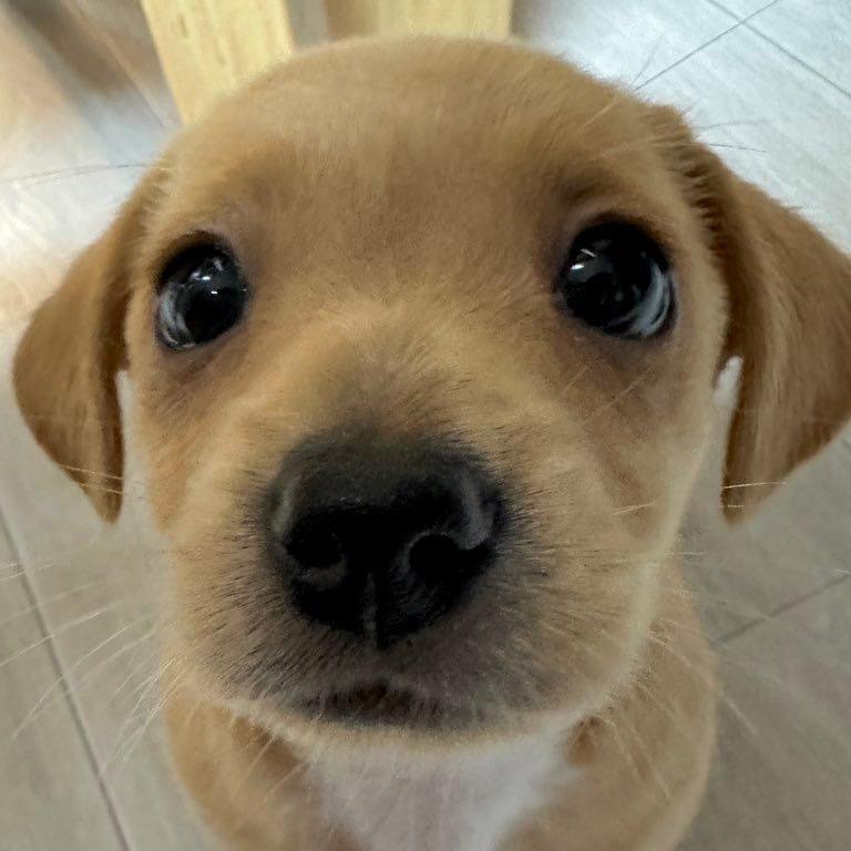 狐狸狗