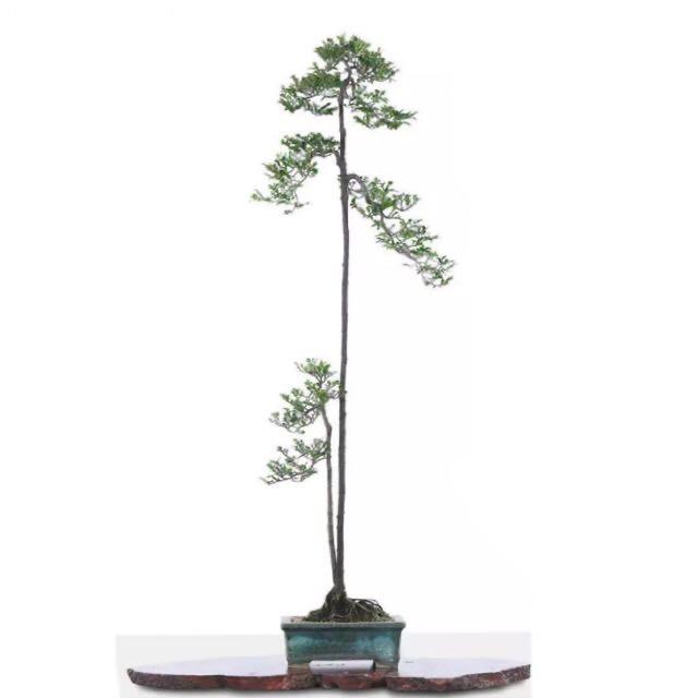 实艺石湾盆