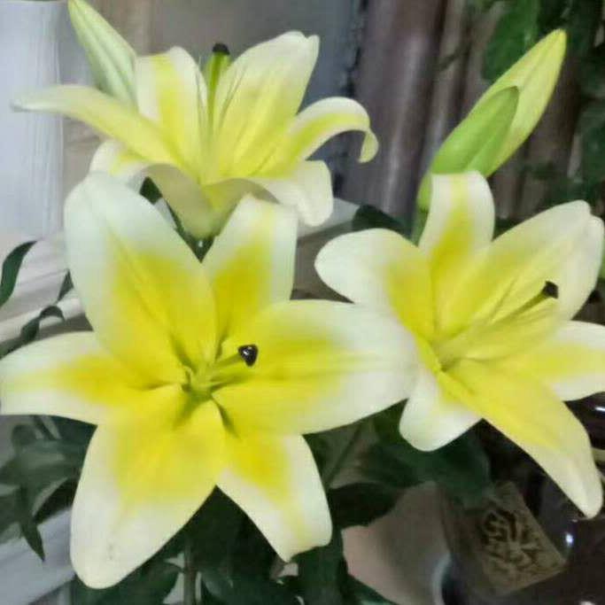 百合
