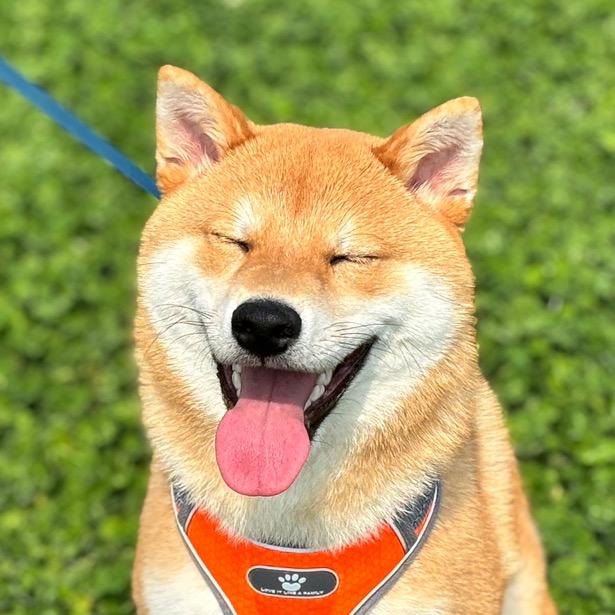 是皮蛋不是皮旦