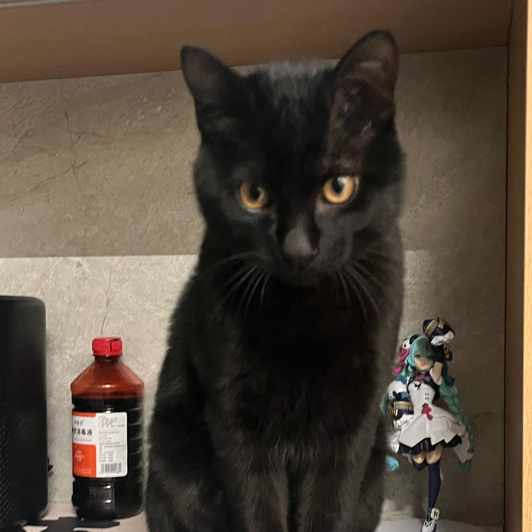 黑霸是只黑猫