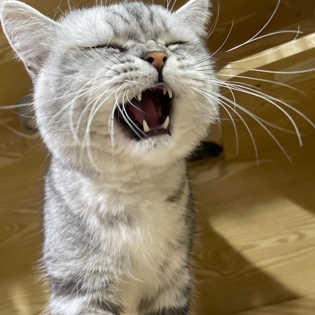 今天没有小饼干（贴贴版）