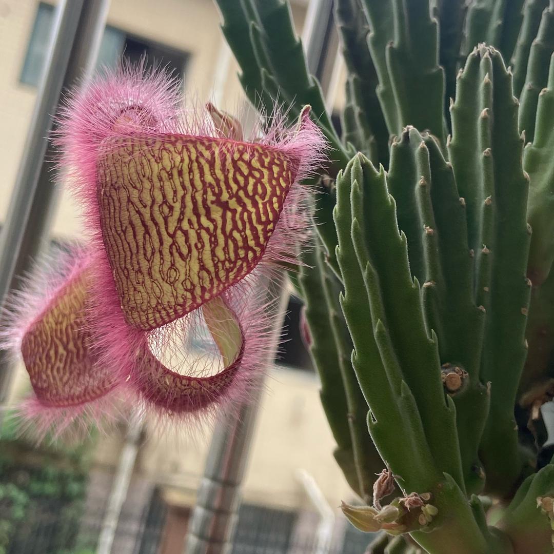 人生苦短，ᕦ(ò_óˇ)ᕤ