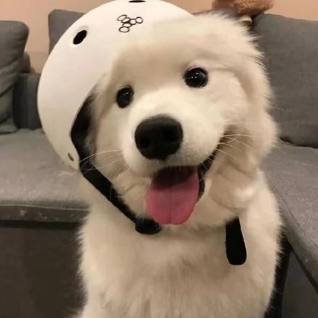 yuyu榆