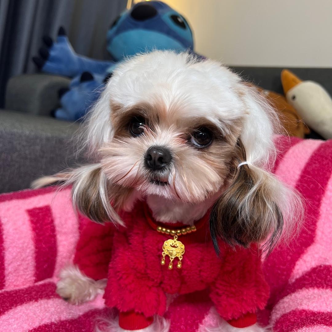 老王的多宠历险记