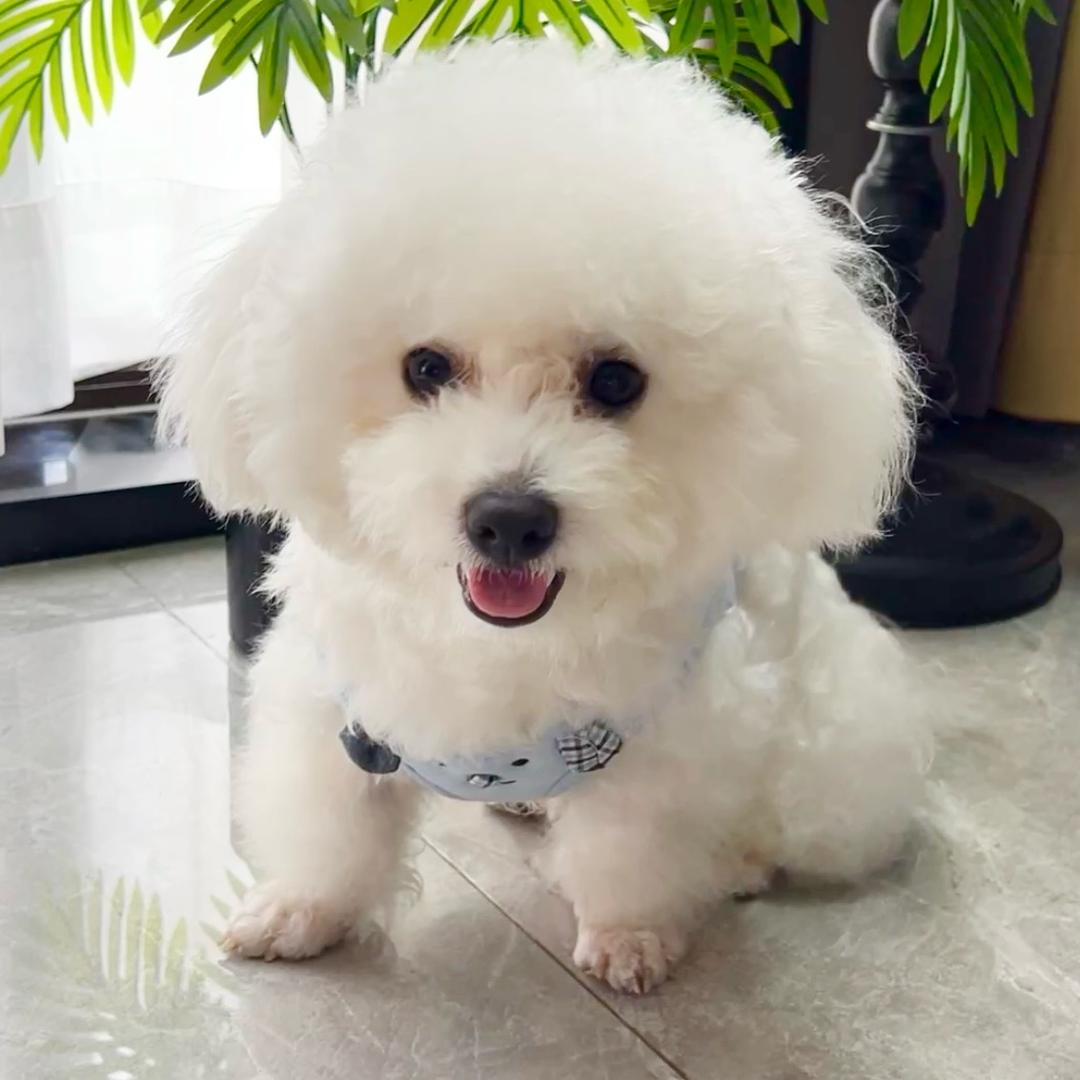 旺仔是比熊