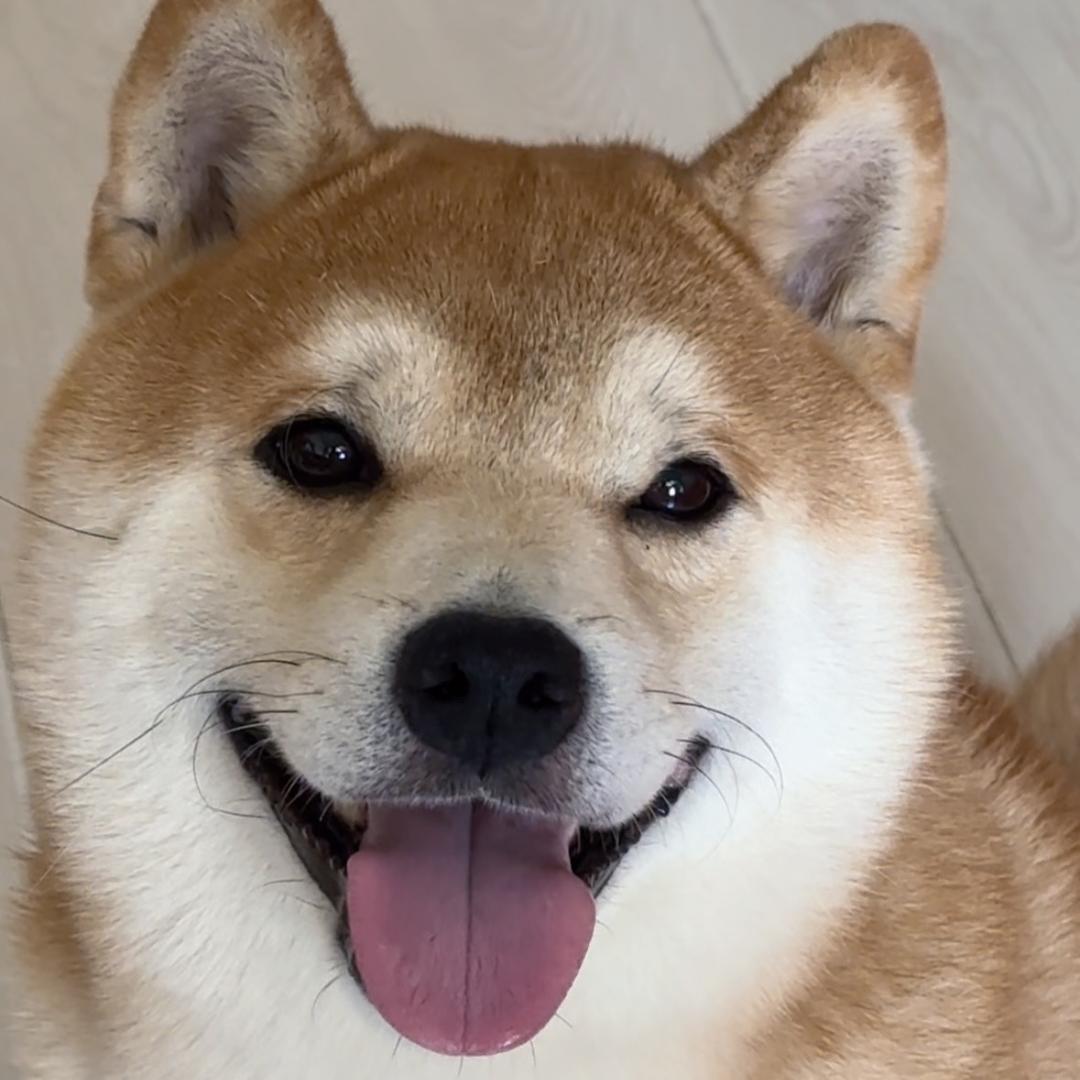小狗也哭泣