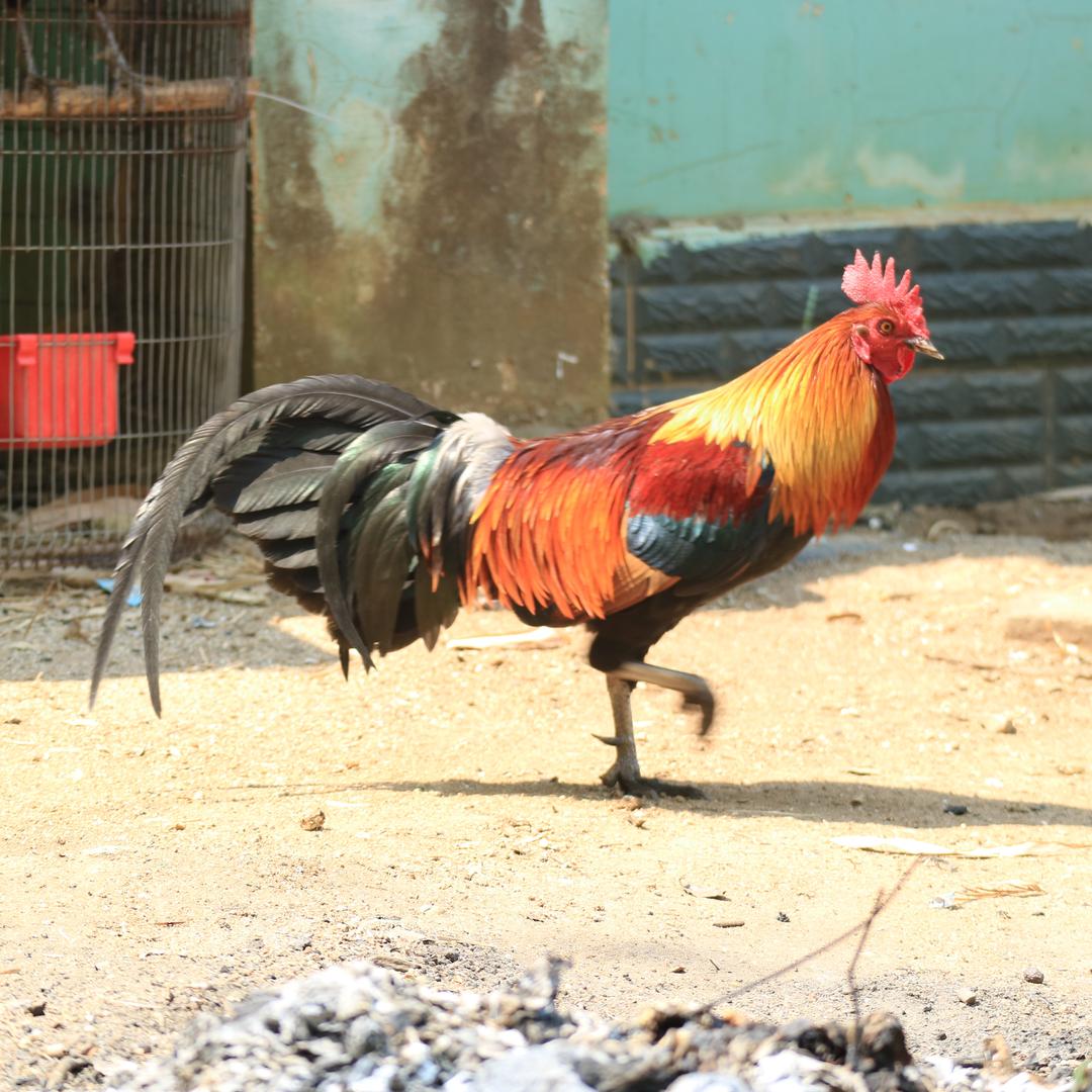 德宏鸡养殖基地