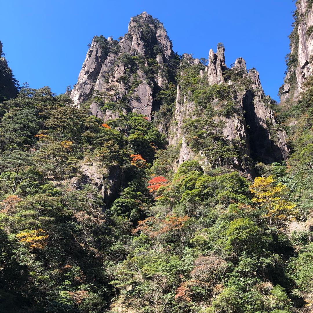 银树