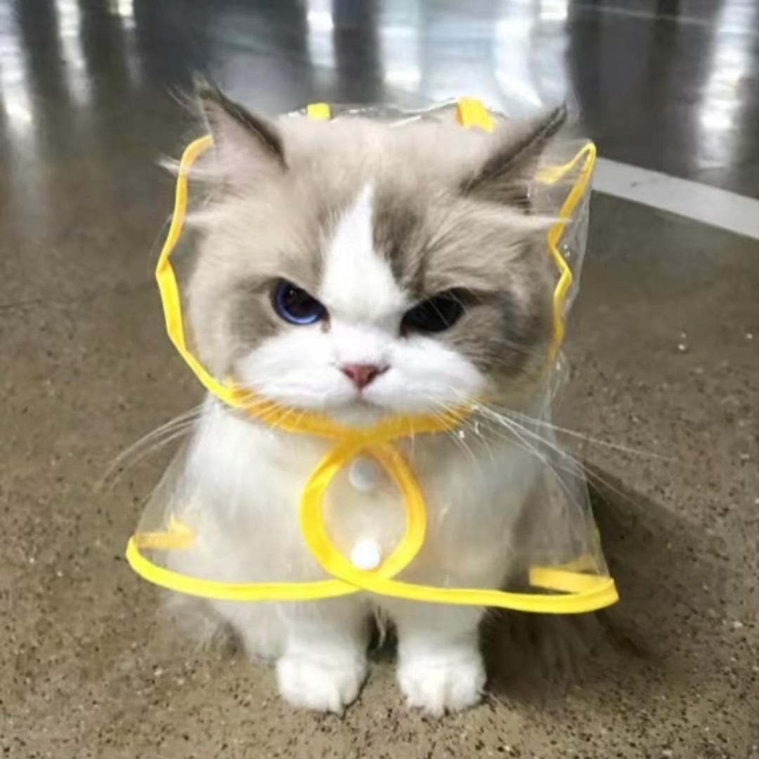 懒猫