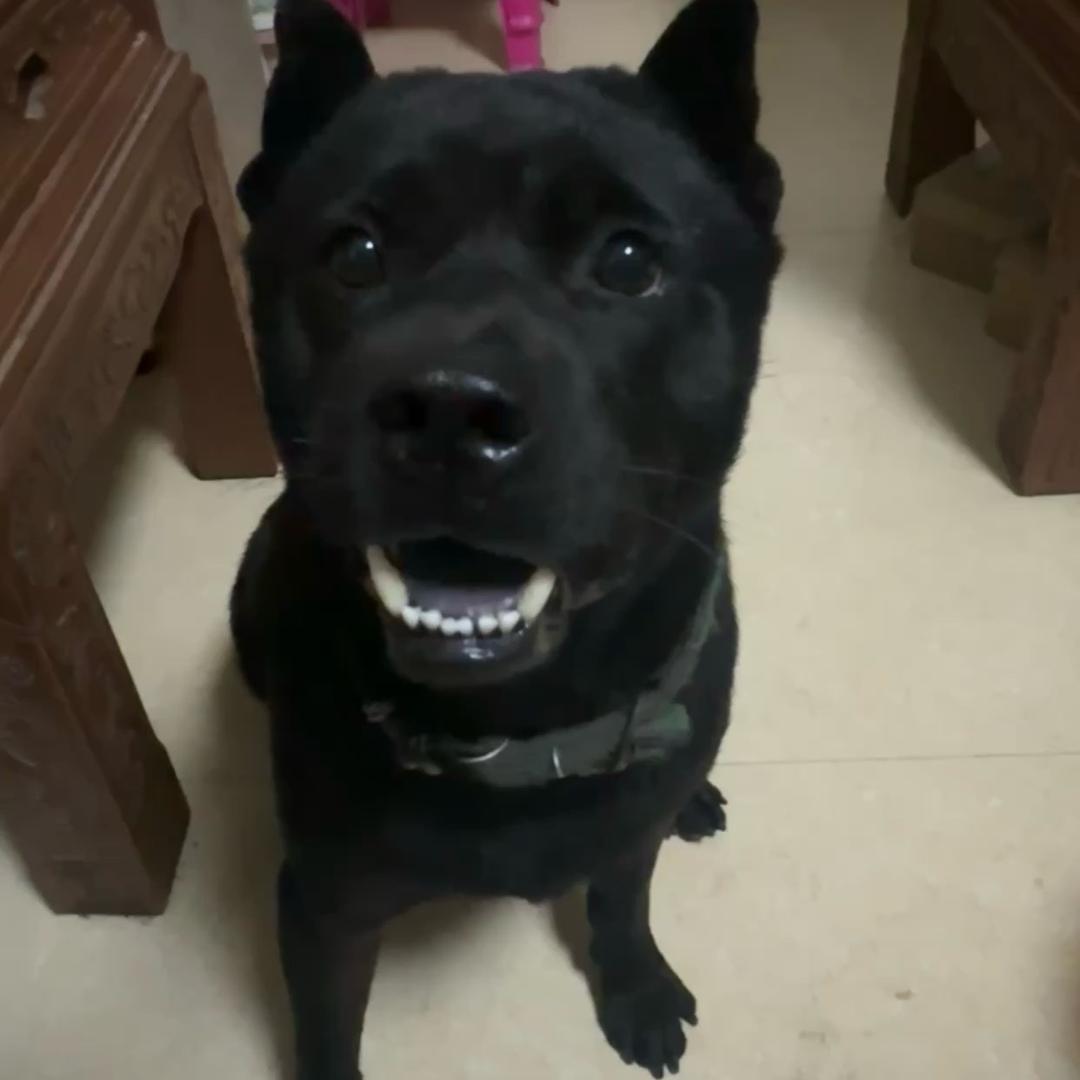 丑帅的小狗和我