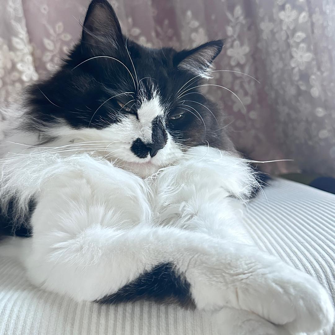 郑小静