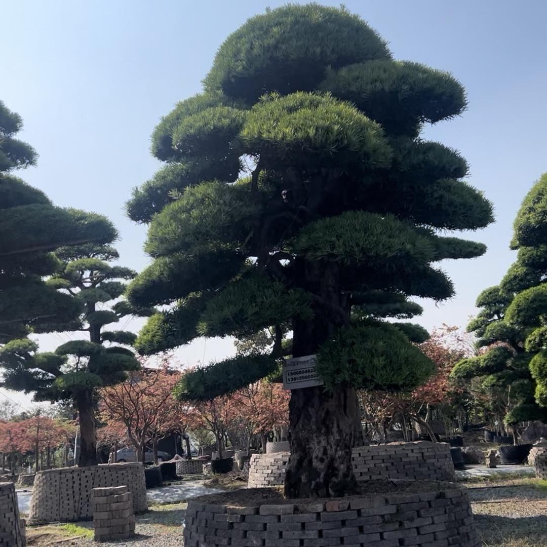 庭院商务