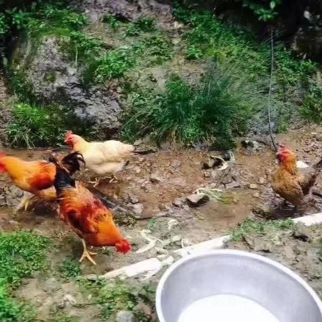 楠溪老家原生态农产品