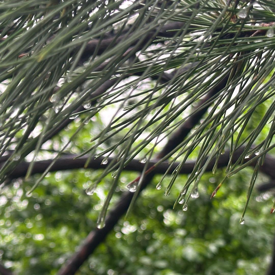 🦌晴晴: ₊⁺ ·̩͙꒰ঌ✞໒꒱· ﾟ