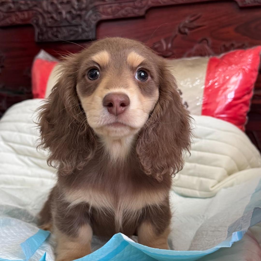 毛豆长毛腊肠犬舍