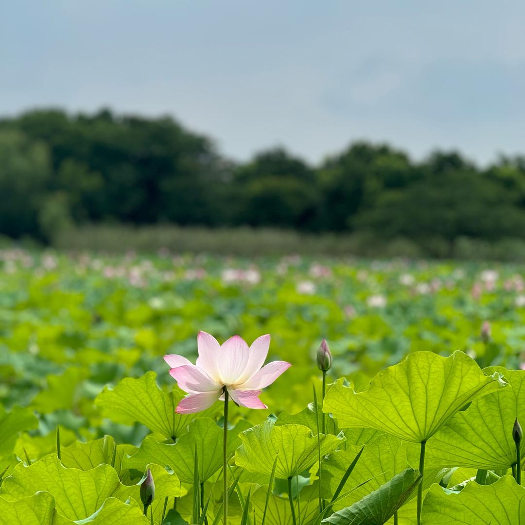 🍀星辰大海