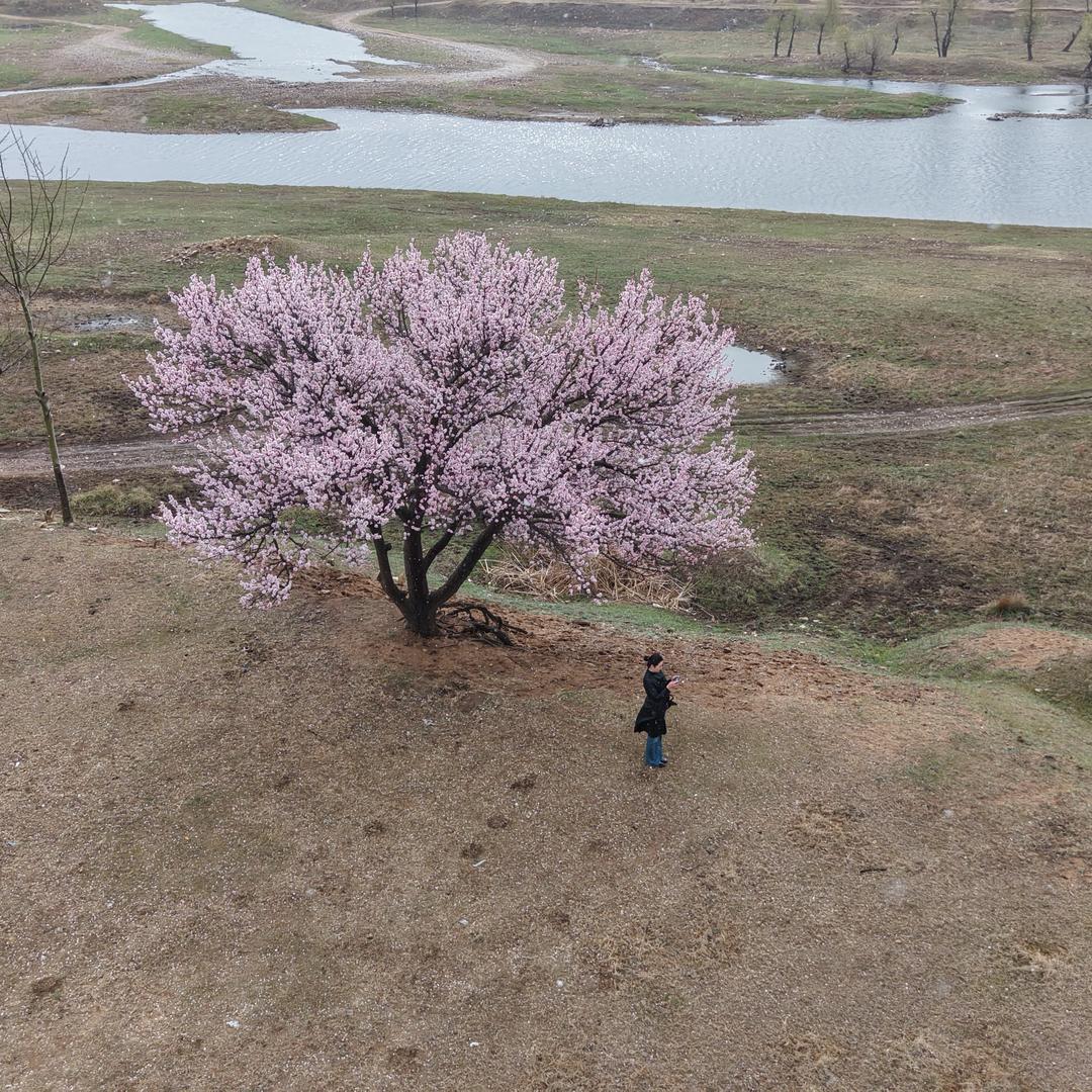 疆小白