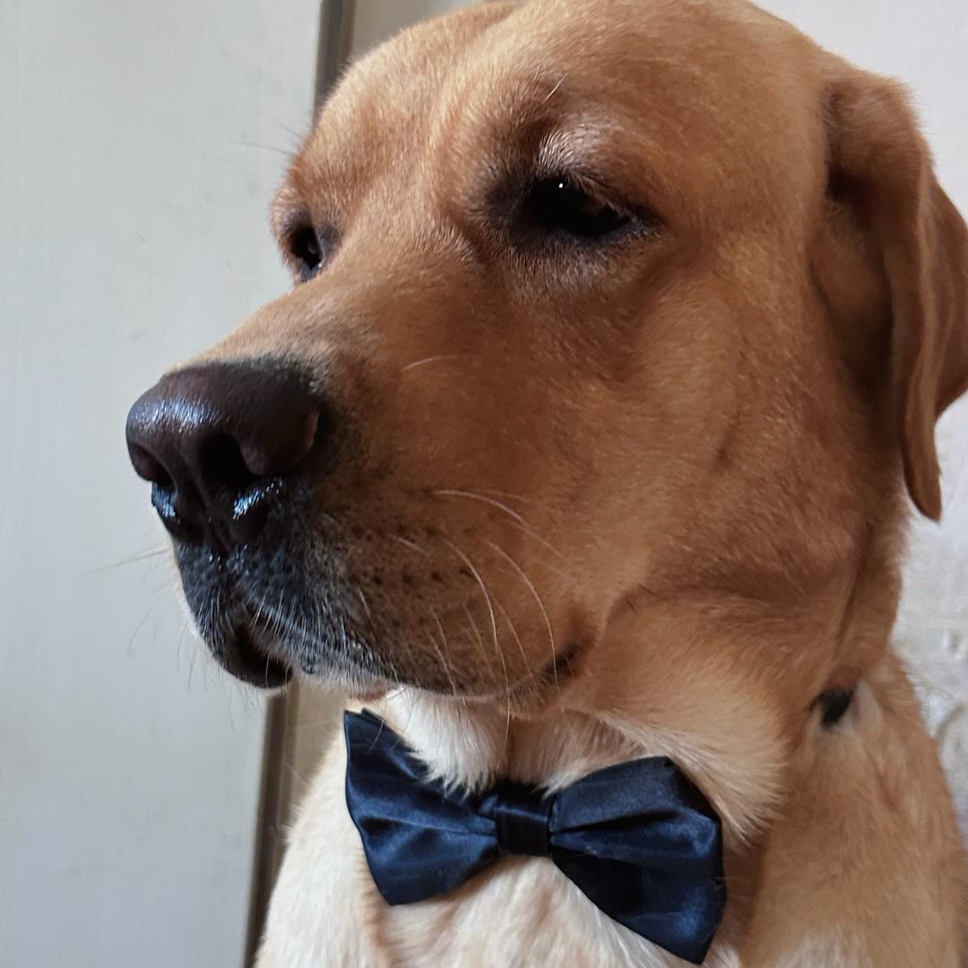 拉布拉多氏啤酒