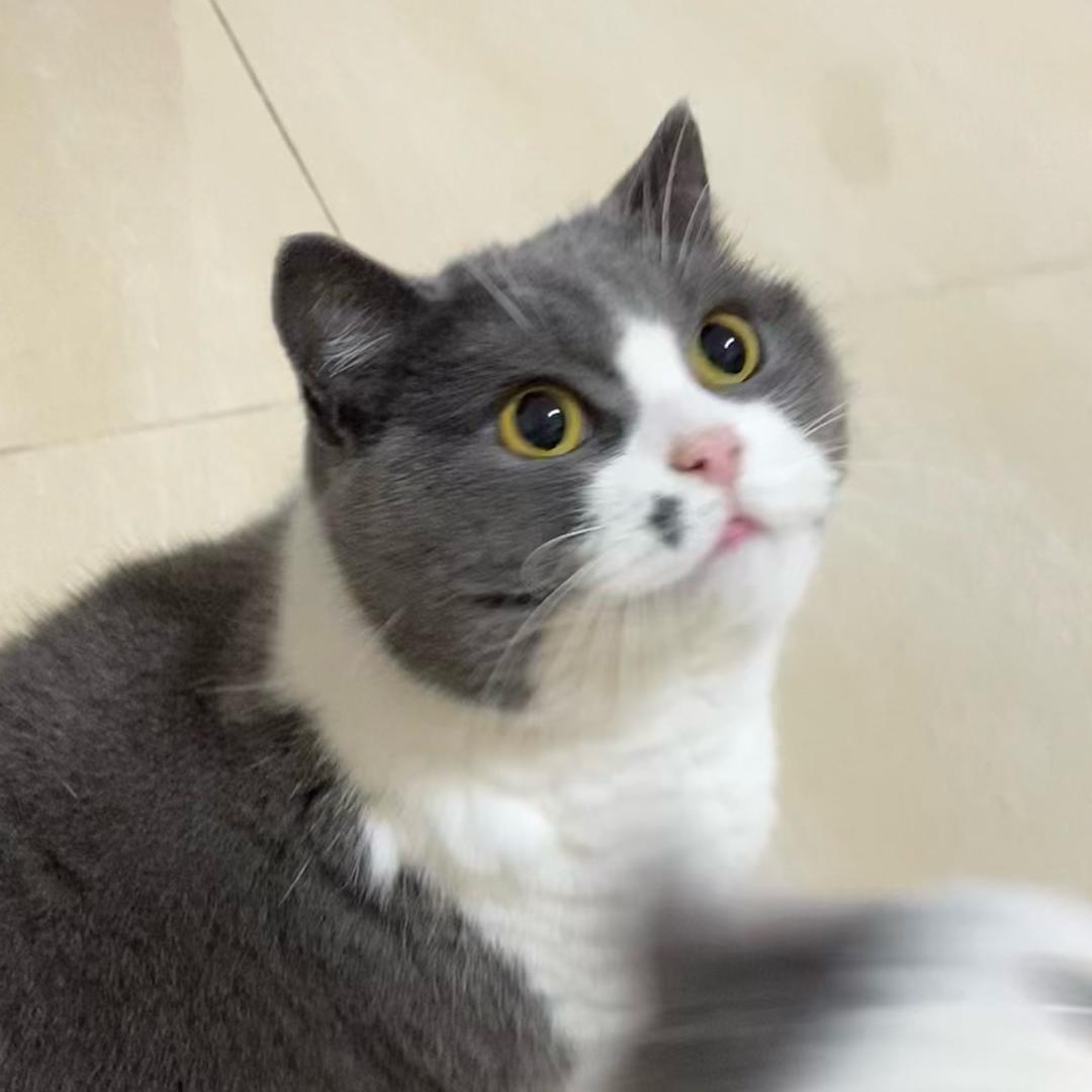 阿曼曼曼奥特曼