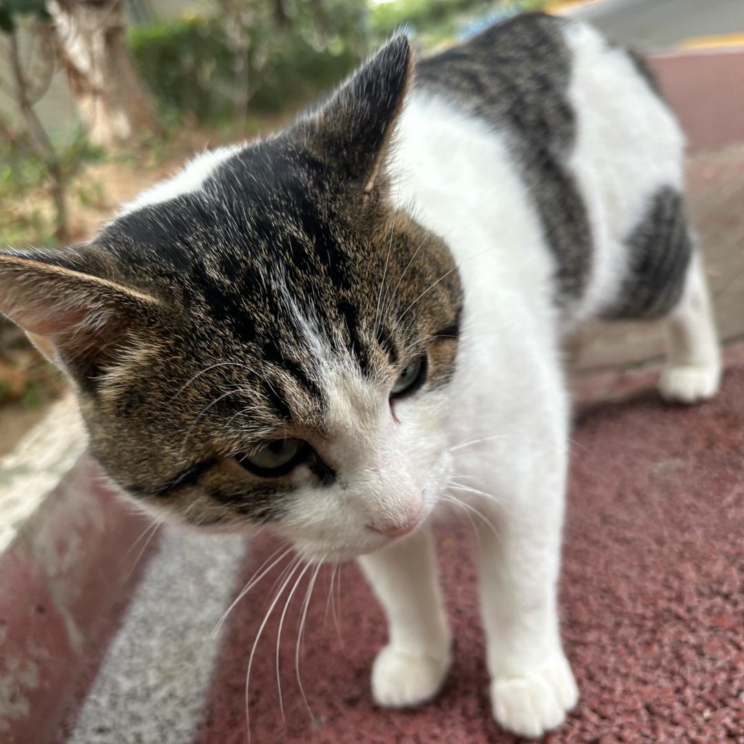 小欧