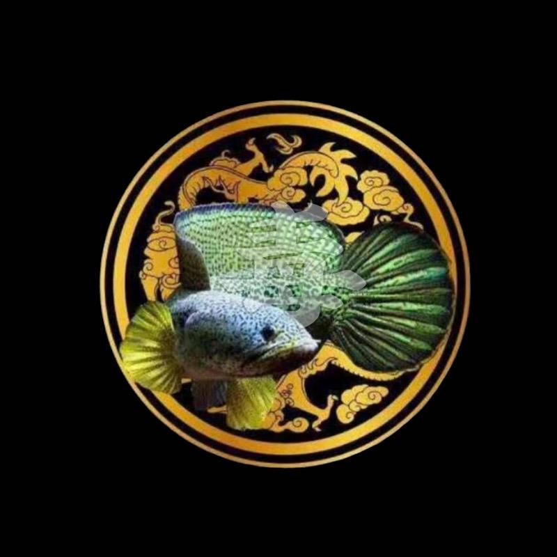 毒家水族