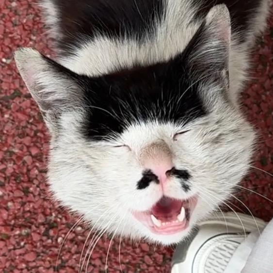 三只猫
