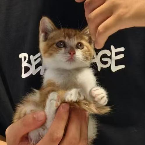 小猫健身